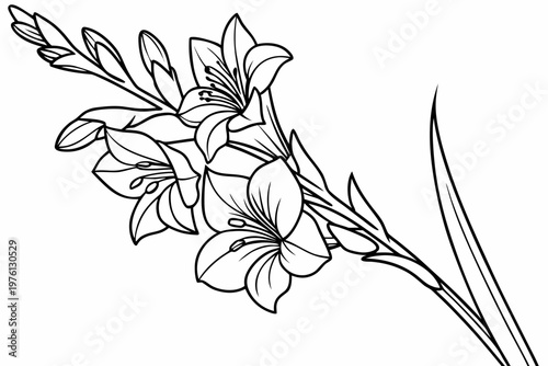 coloring page  line art the gladiolus flower black vector