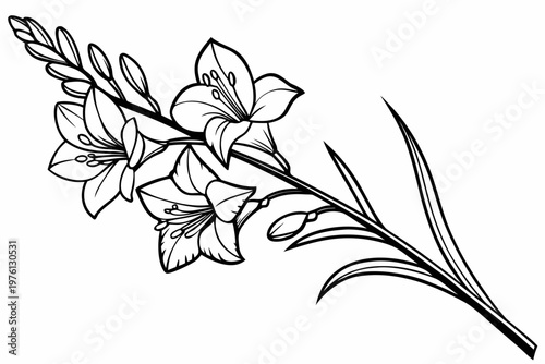coloring page  line art the gladiolus flower black vector