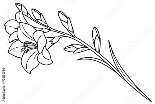 coloring page  line art the gladiolus flower black vector
