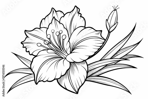 coloring page  line art the gladiolus flower black vector