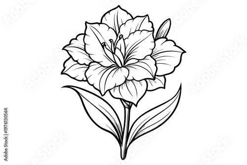 coloring page  line art the gladiolus flower black vector