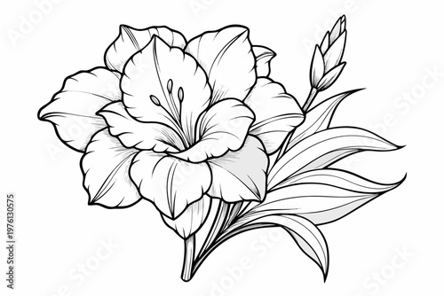 coloring page  line art the gladiolus flower black vector