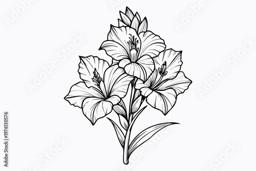 coloring page  line art the gladiolus flower black vector