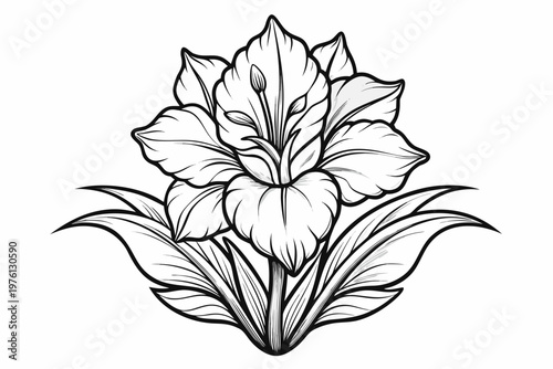 coloring page  line art the gladiolus flower black vector