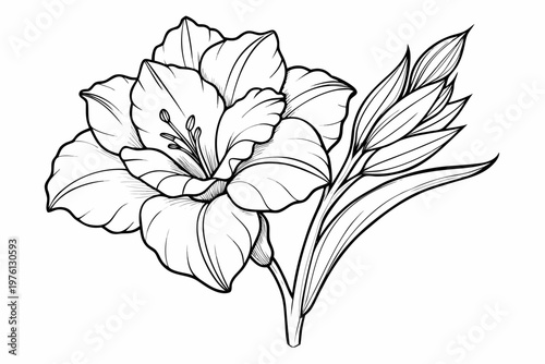 coloring page  line art the gladiolus flower black vector