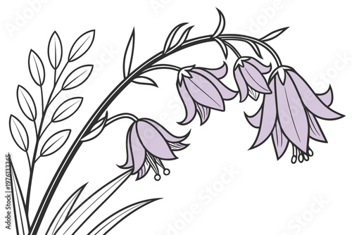 coloring page line art the heather flower black vector