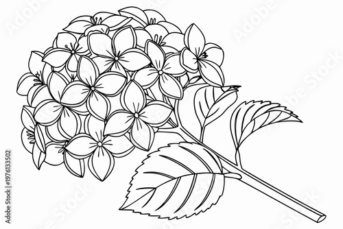 coloring page line art the heather flower black vector