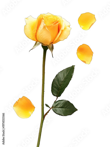 A beautiful yellow rose with petals on transparent background