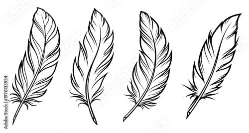 Bird feather set with detailed plumage textures in hand drawn sketch style