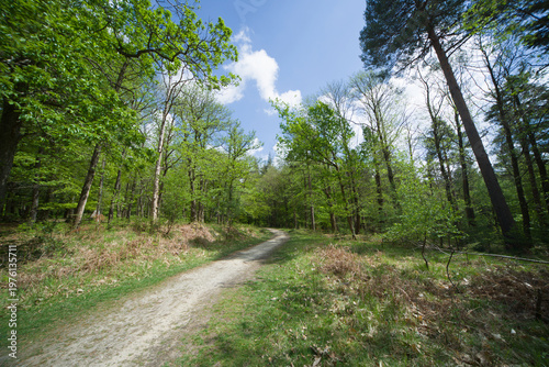 Sunny green open glade and lush forest in New Forest National Park Hampshire England