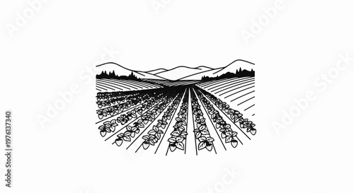 Rows of lush plants stretch towards rolling hills under a clear sky