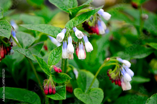 kwitnący wiosną żywokost wielkokwiatowy, wielobarwne kwiaty żywokostu, spring-blooming Symphyt, multi-colored symphytum flowers, flowering Comfrey, Symphytum grandiflorum