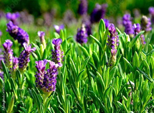 kwitnąca lawenda francuska, Lavandula dentata, fringed lavender, French lavender