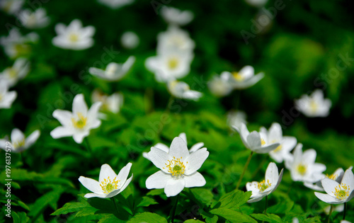 Zawilec gajowy (Anemone nemorosa), białe kwiaty, wood anemone, windflower, smell fox, Ranunculaceae, white flowers