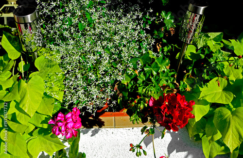 czerwone pelargonie (Pelargonium × hortorum), Wilec ziemniaczany (Ipomoea batatas) i Wilczomlecz Diamond Frost (Euphorbia ) w doniczce, red garden geranium, Ipomoea batatas and Euphorbia in a pot