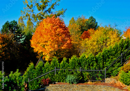 jesienne drzewo z żółtymi liśćmi na skarpie, żółtopomarańczowy klon i tuje na tle niebieskiego nieba, an autumn tree with yellow leaves on a slope, a yellow-orange maple and a thuja against a blue sky