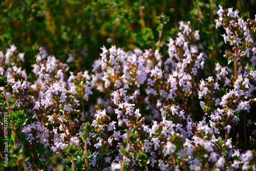 kwitnący tymianek, macierzanka tymianek, tymianek właściwy, macierzanka zwyczajna, Thymus vulgaris, blooming thyme