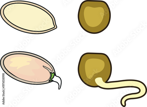 Seed germination stages set: dormant and sprouting seeds with first root