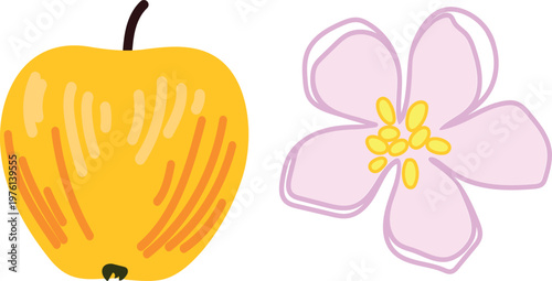 Yellow apple fruit and apple blossom flower, colorful hand drawn botanical vector set