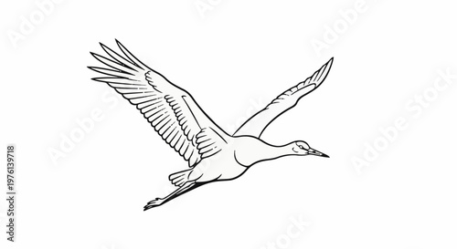 Outline drawing of a bird with outstretched wings in mid-flight against white