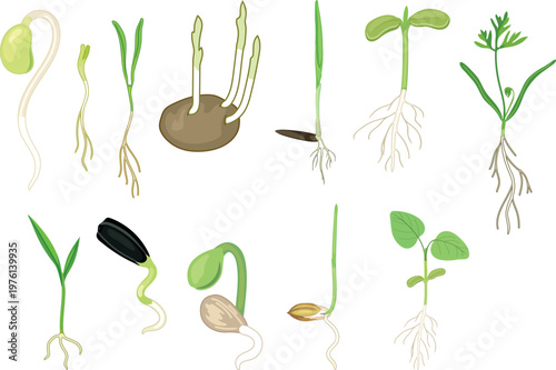 Seedlings and sprouts collection with roots: potato, cereals, sunflower and vegetables growth stages isolated