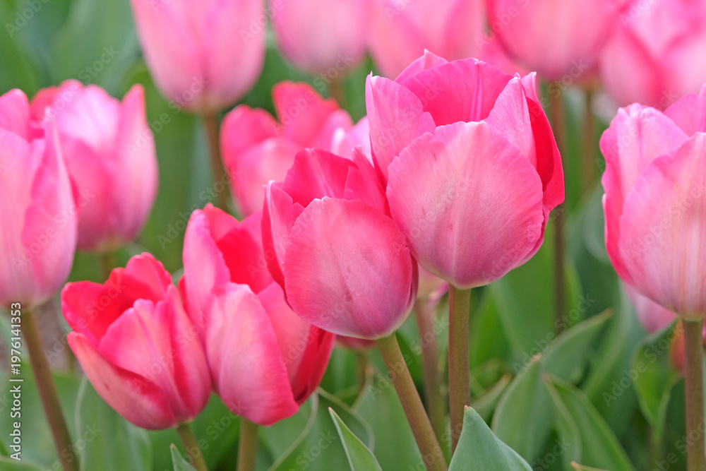 Fototapeta premium Pink tulipa, tulip ‘pink sound’ in flower.