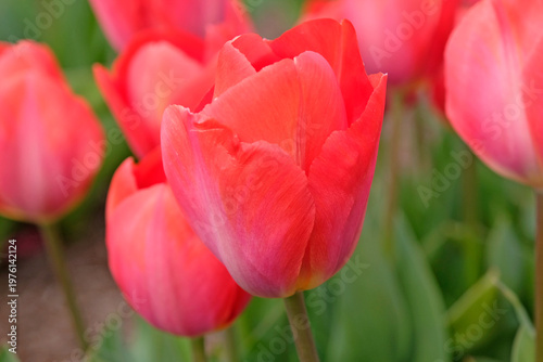 Bilde på lerret Red tulipa, tulip ‘Orange van Eijk’ in flower.