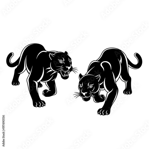 Two Black Panthers Stalking, Aggressive Big Cats, Wildlife Predators