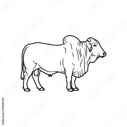 Brahman bull outline vector flat illustration design on white background