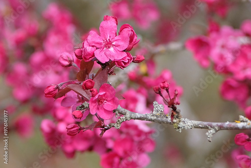 Bright pink Malus ‘Cardinal Wellington’ crabapple tree in flower.