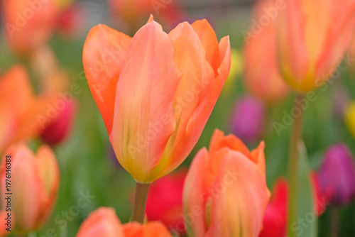 Orange tulipa, tulip ‘Orange Emperor’ in flower.