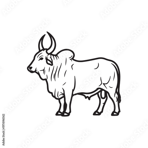 Fotografie Brahman bull outline vector flat illustration design