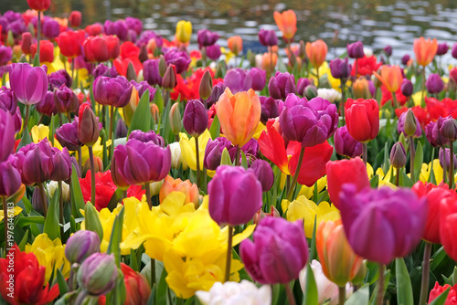 Orange tulipa, tulip ‘Orange Emperor’ ,  and purple tulip ‘negrita double’ in flower.
