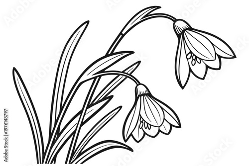 coloring page line art the snowdrop flower black vector