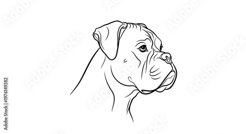 Boxer dog head minimalist line art illustration on white background