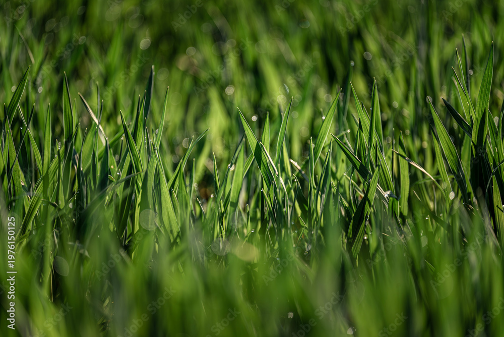 Obraz premium Green grass close-up with morning light and shallow depth of field