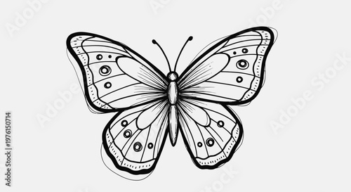 Black and white butterfly drawing.