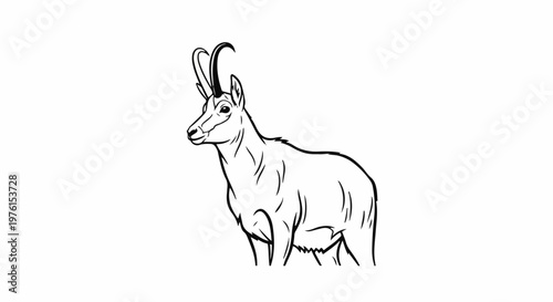 A black and white line drawing of a chamois standing on a white background