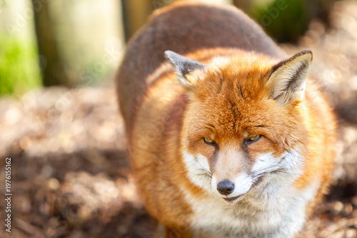 Beautiful adult red fox Vulpes vulpes in the spring forest, natural habitat environment, Wild Ireland