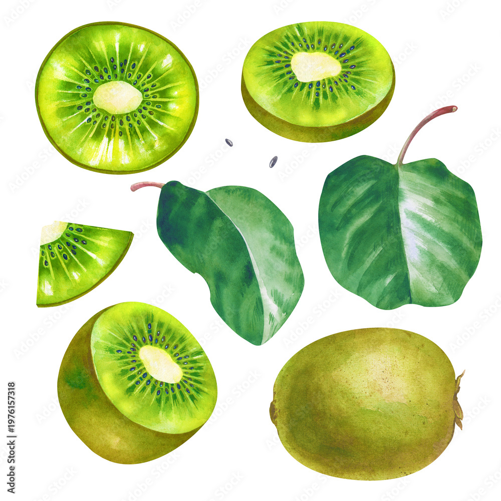 Fototapeta premium Watercolor collection of fresh kiwi fruits. Set with whole kiwi, halves showing the detailed pulp and seeds, juicy slices, and green leaves. Botanical illustration with realistic textures isolated on