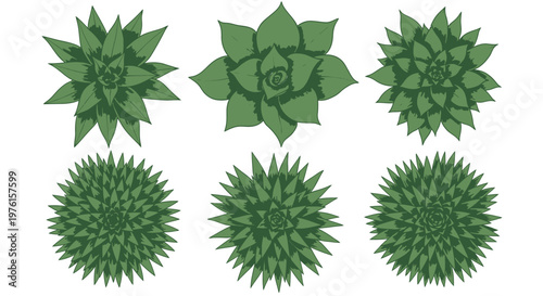 Green succulent plants illustrations in various shapes and sizes are depicted.