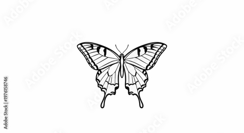 Detailed line art drawing of a butterfly with symmetrical wings and delicate patterns