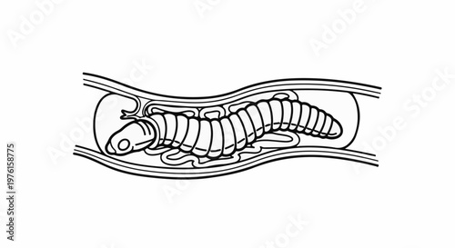 Diagram of a segmented larva inside a tube-like structure