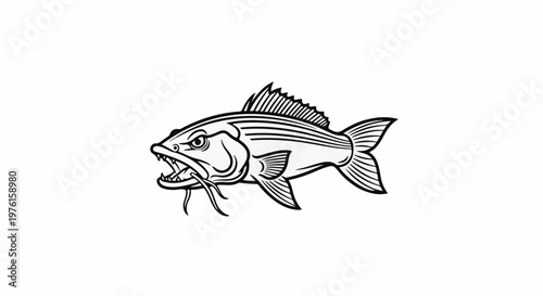 Fierce predatory fish with sharp teeth and barbels, outlined in black