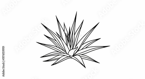 Line art illustration of a succulent plant with pointed, spiky leaves radiating outwards