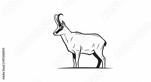 Line art illustration of a chamois goat with curved horns, black and white