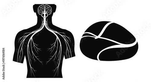 Anatomy illustration showing human nervous system with brain and spinal nerves highlighted Vector, illustration