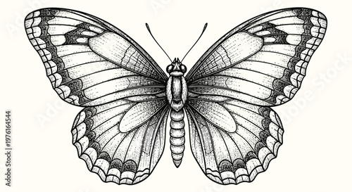 Detailed drawing of a butterfly.