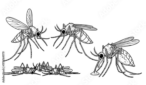 A black and white illustration of mosquitoes in various poses and positions