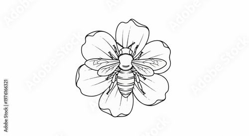 A detailed black and white line drawing of a bee resting on a blooming flower